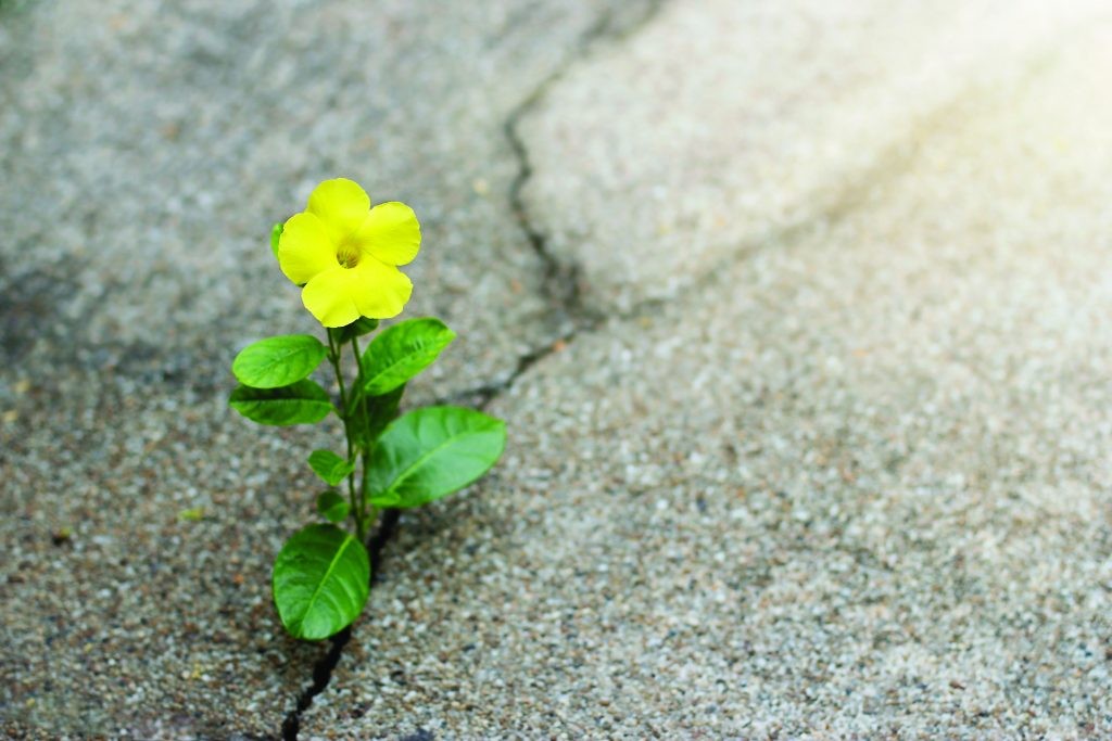 yellow flower growing out of concrete